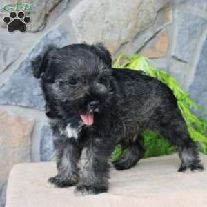 Duke, Miniature Schnauzer Puppy