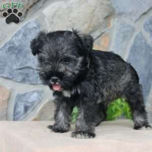 Duke, Miniature Schnauzer Puppy