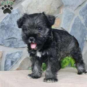 Duke, Miniature Schnauzer Puppy