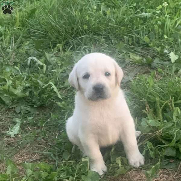 Rocky, Yellow Labrador Retriever Puppy