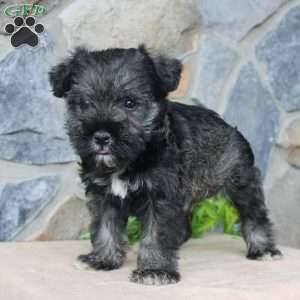 Duke, Miniature Schnauzer Puppy