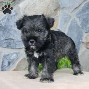 Duke, Miniature Schnauzer Puppy