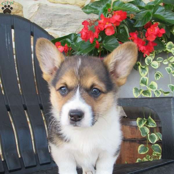 Harrison, Pembroke Welsh Corgi Puppy