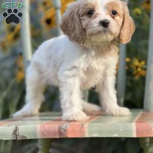 Dundee, Cavapoo Puppy