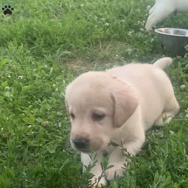 Henry, Yellow Labrador Retriever Puppy