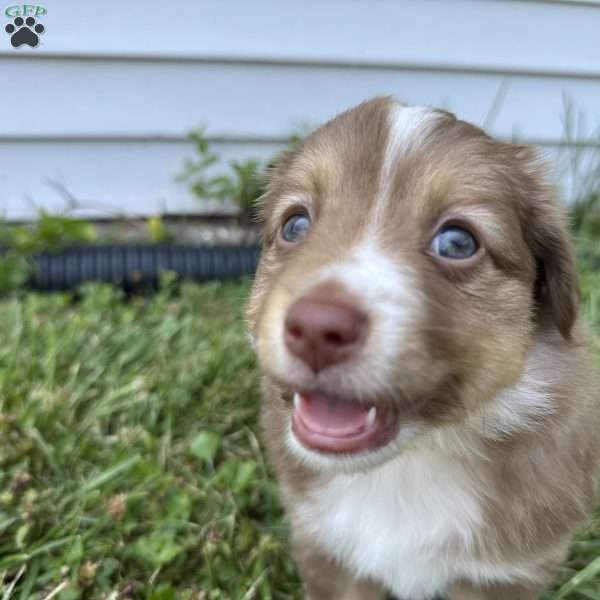 Honey, Miniature Australian Shepherd Puppy