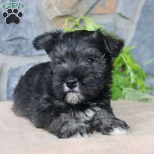 Danny, Miniature Schnauzer Puppy