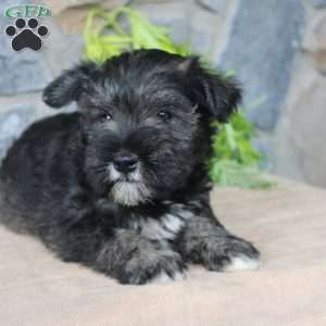 Danny, Miniature Schnauzer Puppy