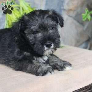 Danny, Miniature Schnauzer Puppy