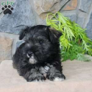 Danny, Miniature Schnauzer Puppy