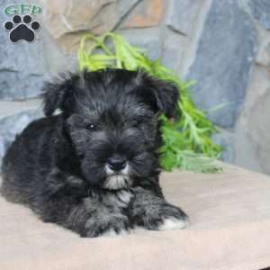 Danny, Miniature Schnauzer Puppy