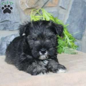 Danny, Miniature Schnauzer Puppy