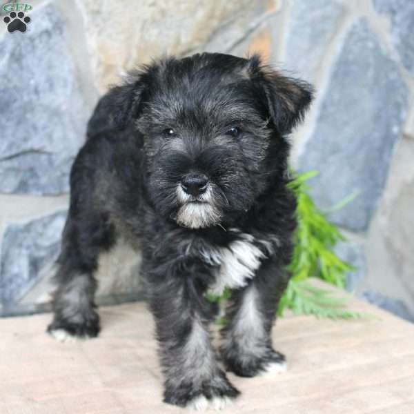 Danny, Miniature Schnauzer Puppy