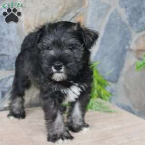 Danny, Miniature Schnauzer Puppy