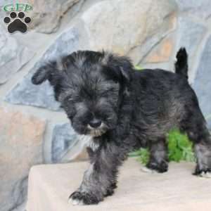 Danny, Miniature Schnauzer Puppy