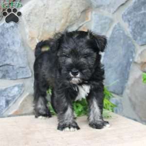 Danny, Miniature Schnauzer Puppy