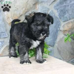 Danny, Miniature Schnauzer Puppy