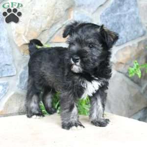 Danny, Miniature Schnauzer Puppy