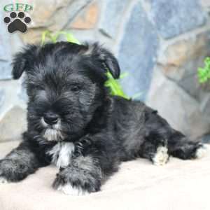 Danny, Miniature Schnauzer Puppy