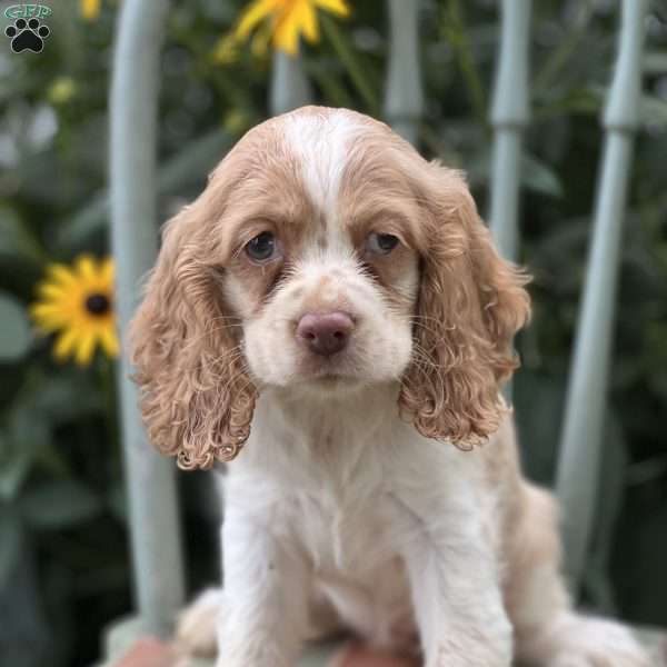 Cutie, Cocker Spaniel Puppy