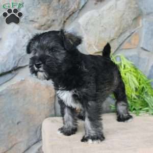 Danny, Miniature Schnauzer Puppy