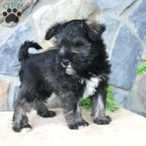 Danny, Miniature Schnauzer Puppy