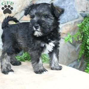 Danny, Miniature Schnauzer Puppy