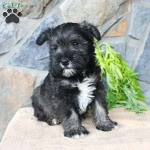 Danny, Miniature Schnauzer Puppy