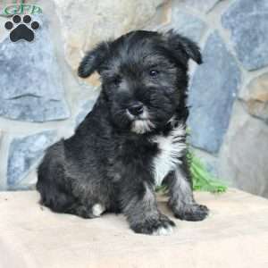 Danny, Miniature Schnauzer Puppy