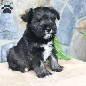 Danny, Miniature Schnauzer Puppy