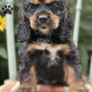 Coco, Cocker Spaniel Puppy