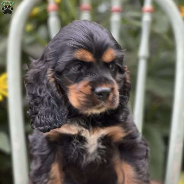 Coco, Cocker Spaniel Puppy