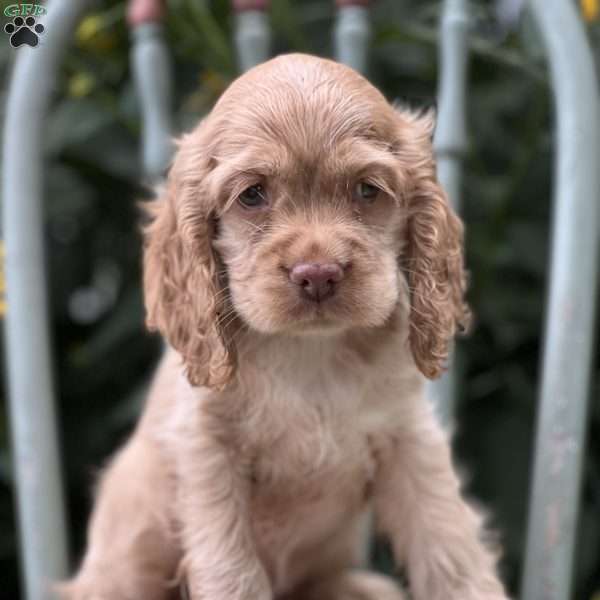 Charm, Cocker Spaniel Puppy