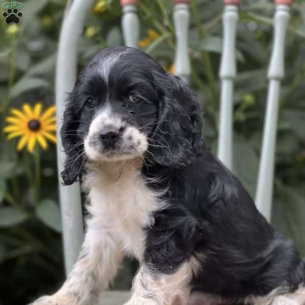 Moxie, Cocker Spaniel Puppy