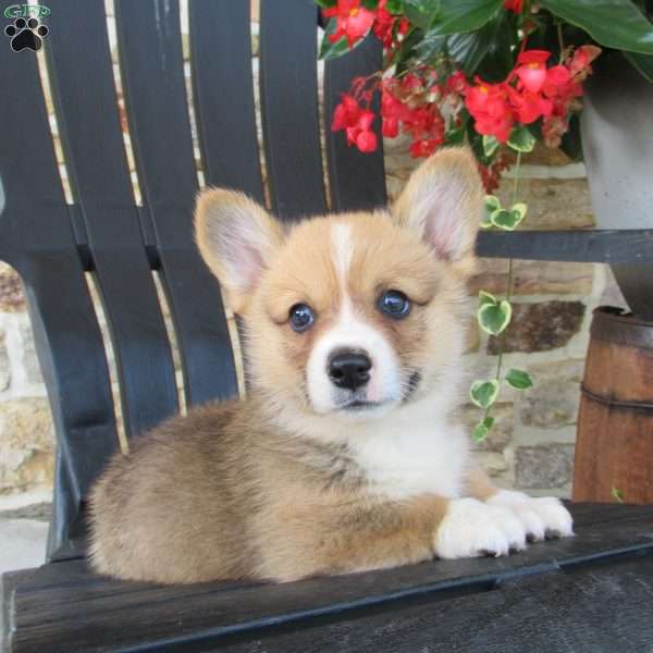 Hudson, Pembroke Welsh Corgi Puppy