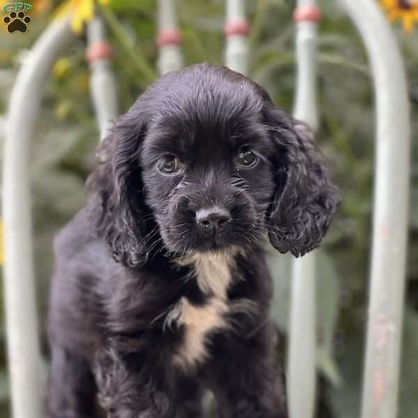 Mabeline, Cocker Spaniel Puppy