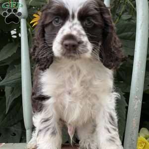 Marcus, Cocker Spaniel Puppy