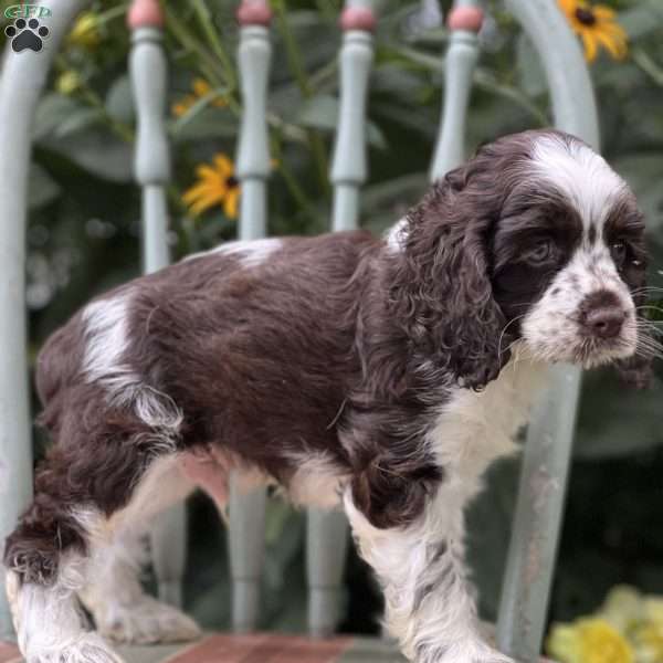 Marcus, Cocker Spaniel Puppy