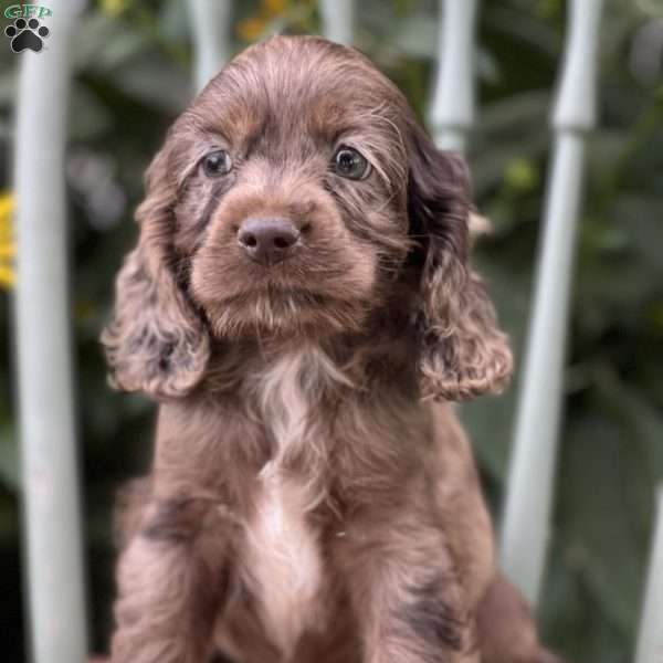 Mario, Cocker Spaniel Puppy