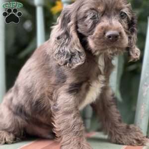 Mario, Cocker Spaniel Puppy