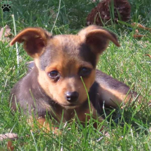 Zaden, Chihuahua Mix Puppy