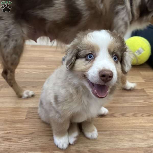 Rusty, Miniature Australian Shepherd Puppy