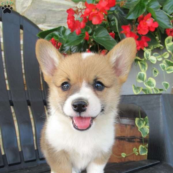 Heidi, Pembroke Welsh Corgi Puppy