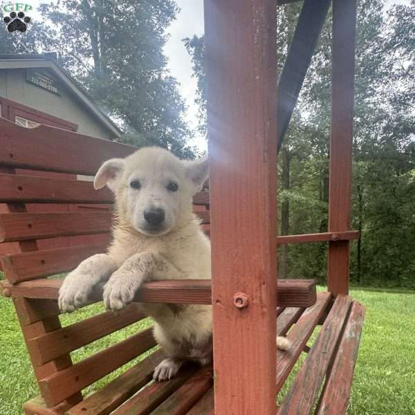 Whisper, German Shepherd Puppy