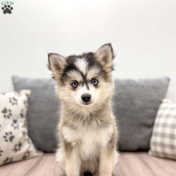 Buttercup, Pomsky Puppy