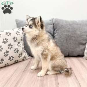 Buttercup, Pomsky Puppy