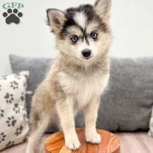 Buttercup, Pomsky Puppy