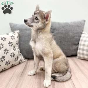 Holly, Pomsky Puppy