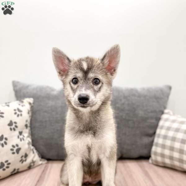 Holly, Pomsky Puppy