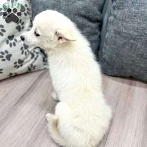 Snowflake, Pomsky Puppy